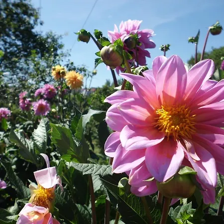 Inn Landgasthaus Sonne Freudenstadt