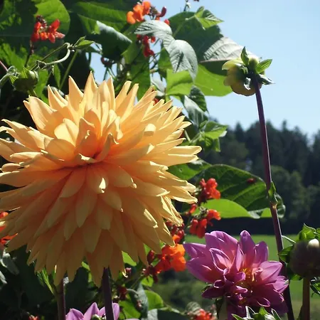 Herberg Landgasthaus Sonne 3*
